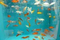 mariette_p poissons tirage